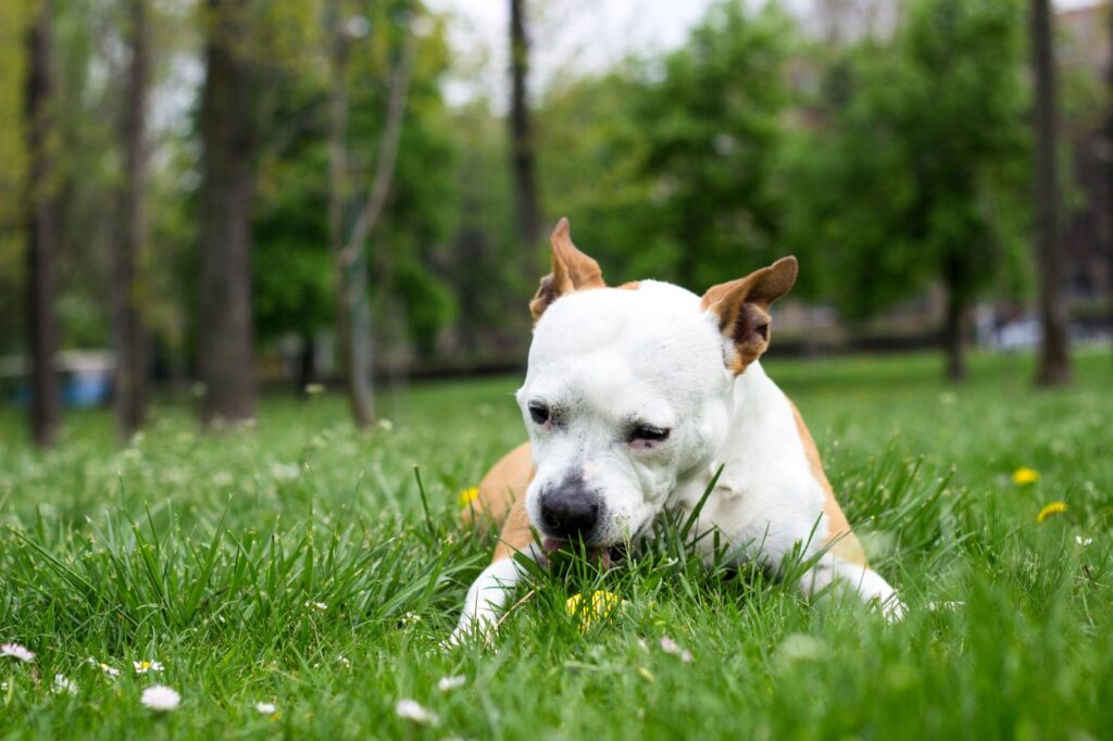 Hund frisst Gras auf einer grünen Wiese hund frisst gras auf wiese