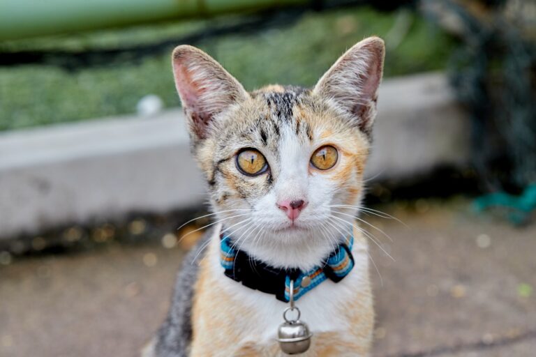 katze trägt katzenhalsband mit glocke