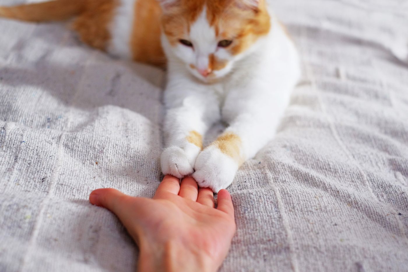 Können Katzen lieben? Studie zum Bindungsverhalten zooplus Magazin
