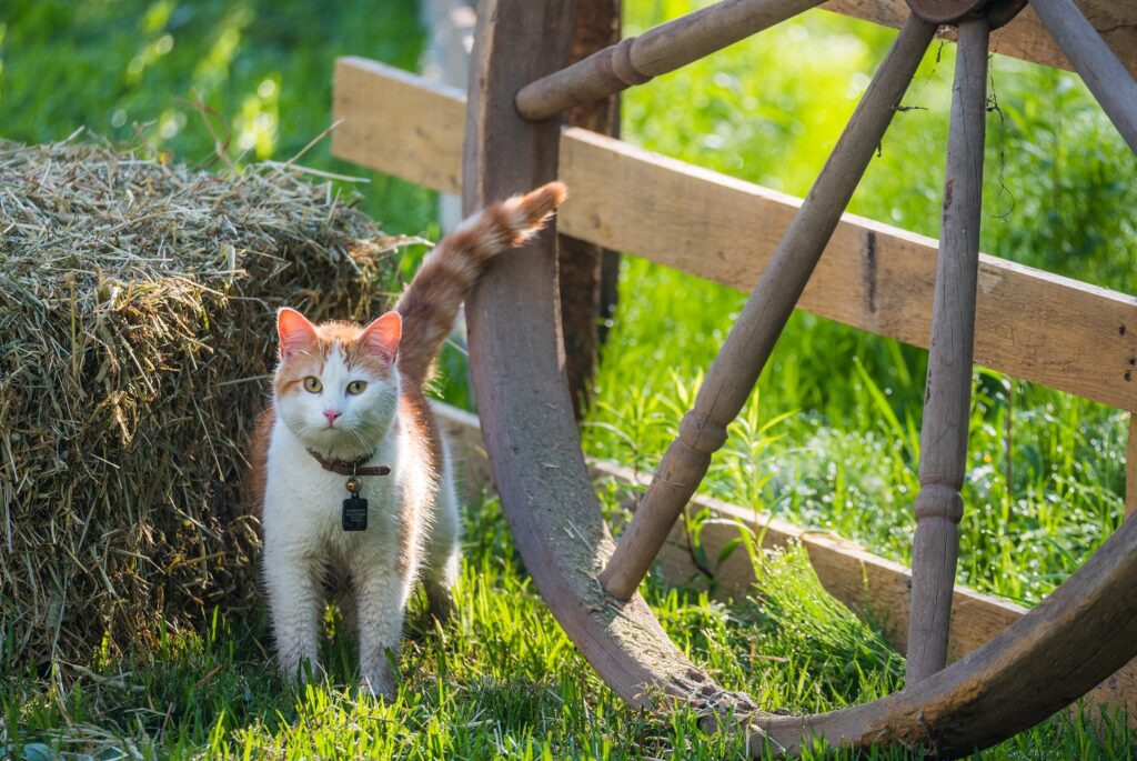 Eine Katze mit Halsband streift um einen Strohballen herum katze neben strohballen hat glöcken um hals