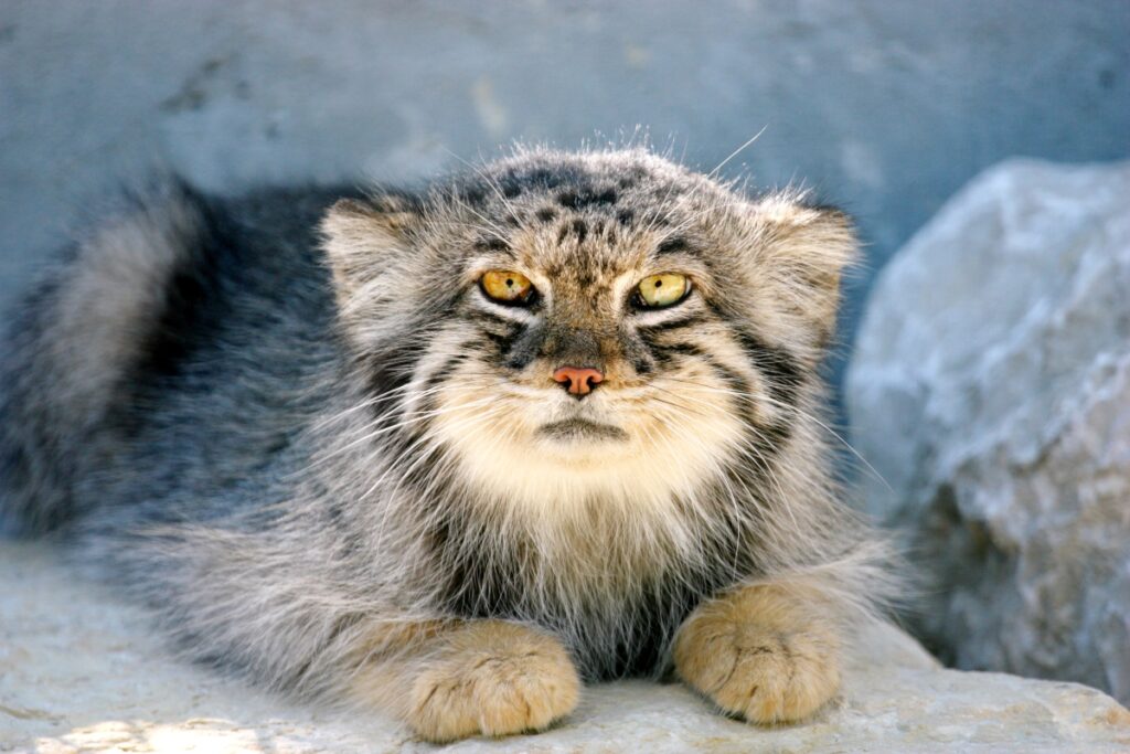 manul katze liegt auf steinen