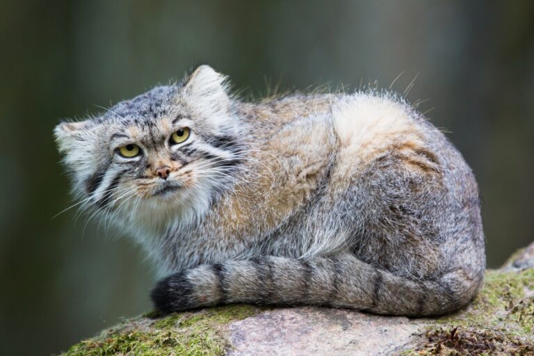 pallas-katze sitzt auf felsen