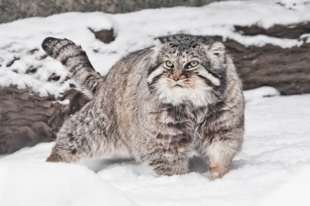 pallas katze steht auf schneefeld