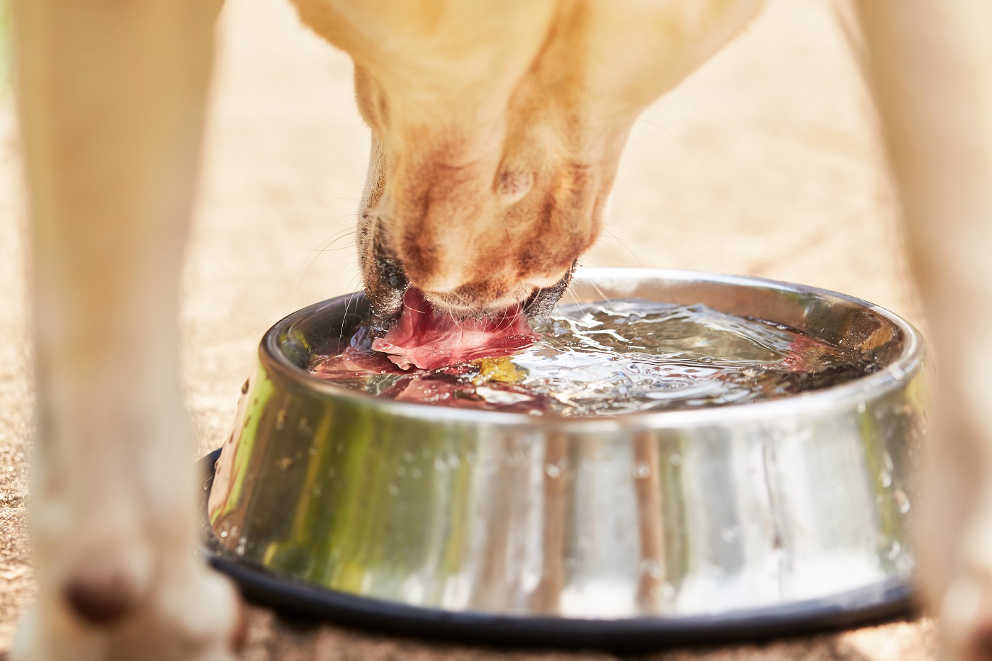 CushingSyndrom beim Hund (Morbus Cushing) zooplus Magazin