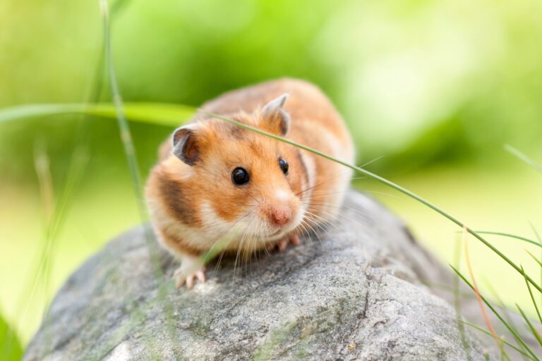 Goldhamster auf einem Stein