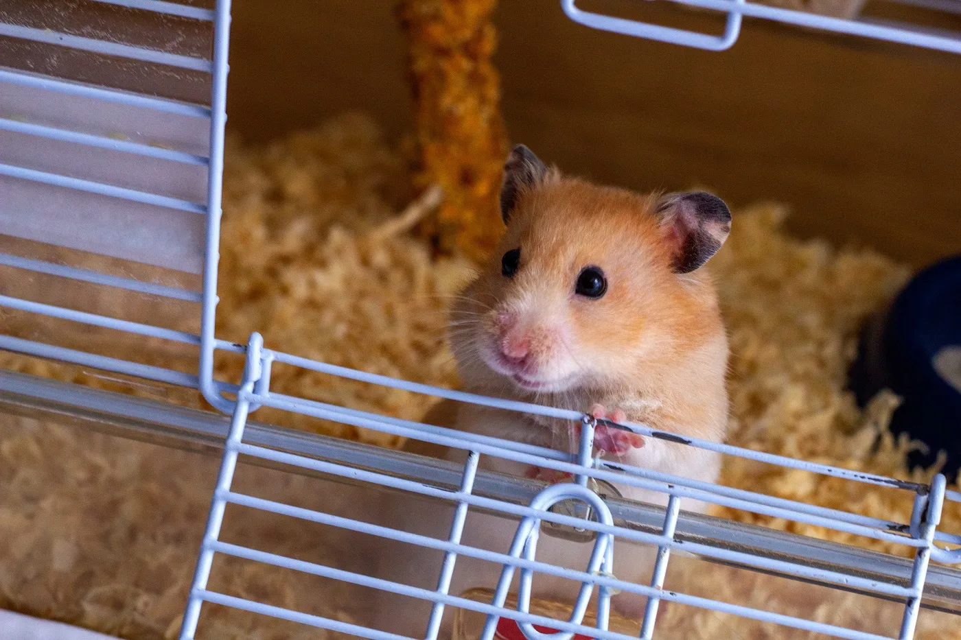 Goldhamster im Käfig