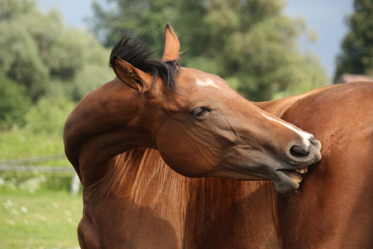 Milben verursachen Juckreiz beim Pferd