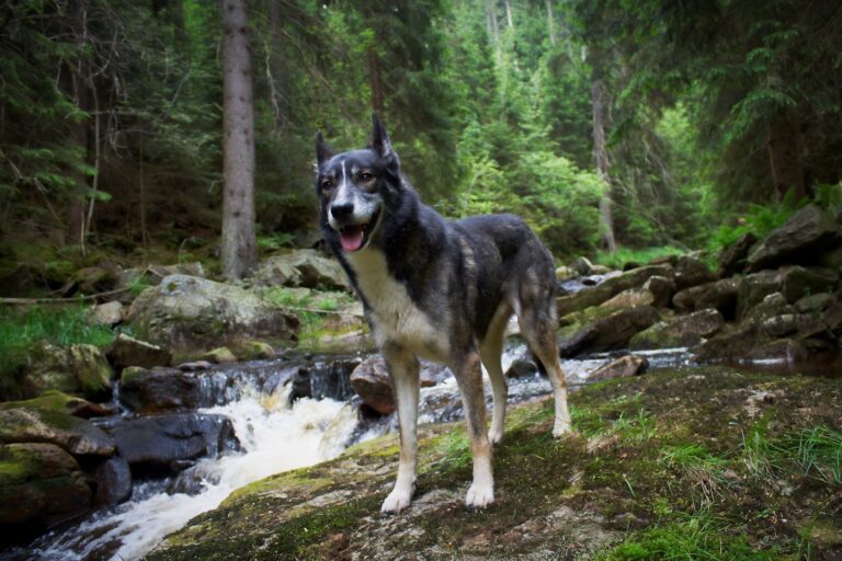 alaskan husky neben bach in wald