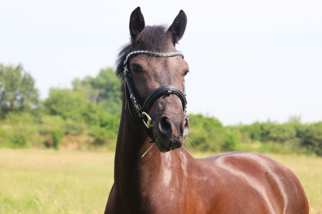 deutsches reitpony nahaufnahme