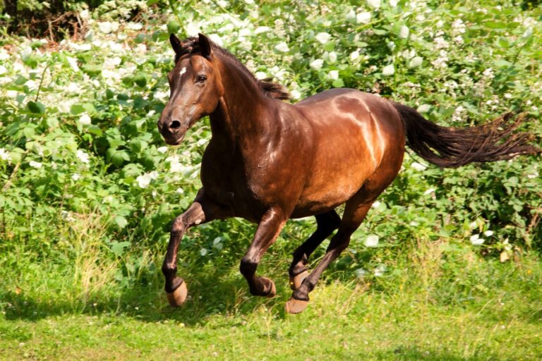 deutsches reitpony reitet wiese