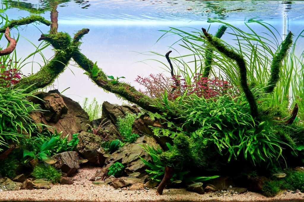 Eine bunte Aquarienlandschaft mit Javamoos javamoos in aquarienlandschaft