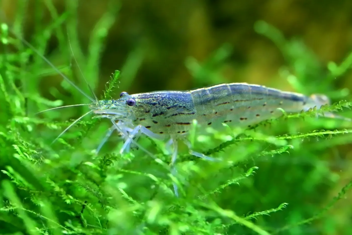 Javamoos frs Aquarium: Alle Infos zur Pflege | zooplus Magazine