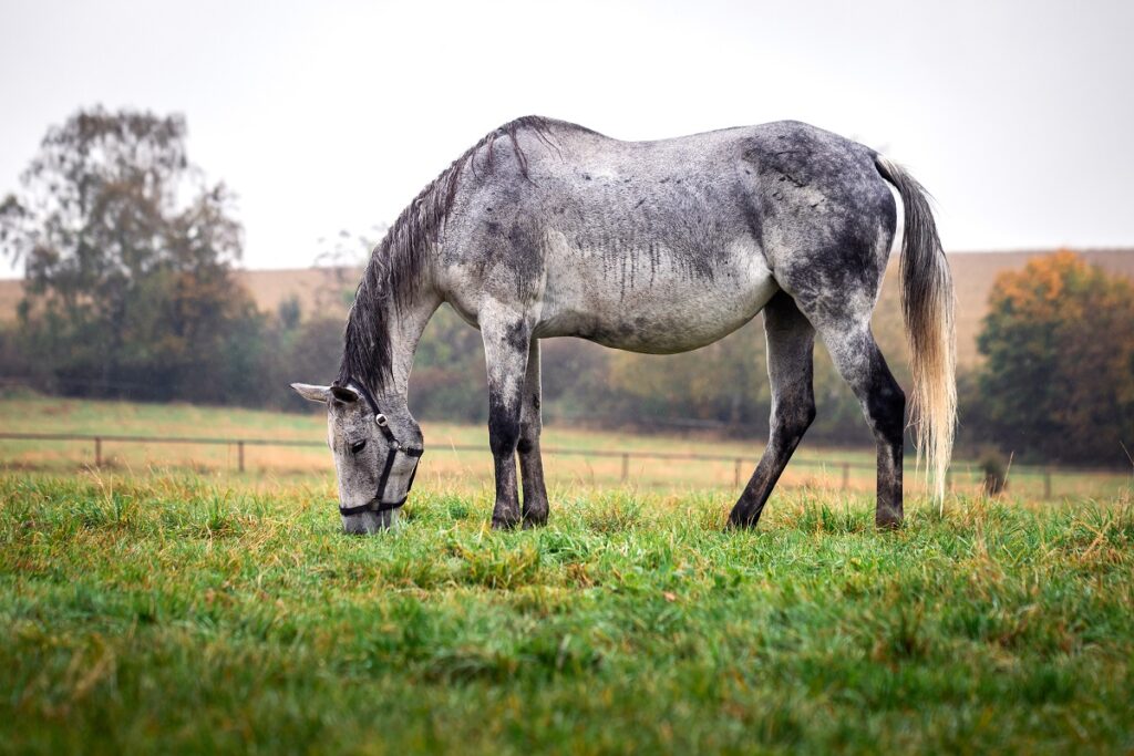 Pferd steht auf nasser Weide Milben mögen es feucht