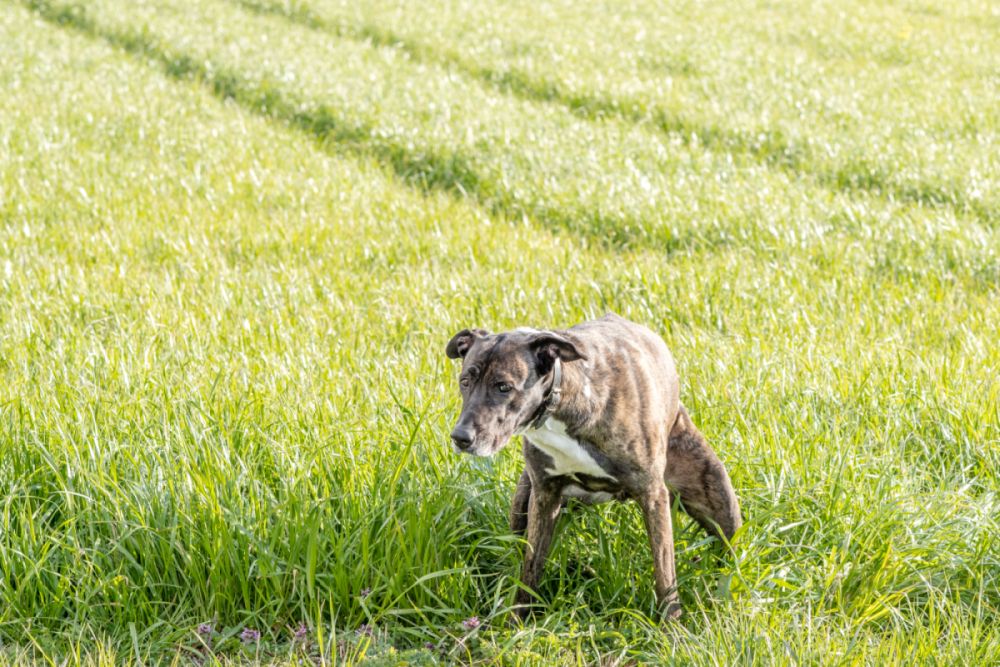 Darmverschluss beim Hund Probleme Kotabsatz