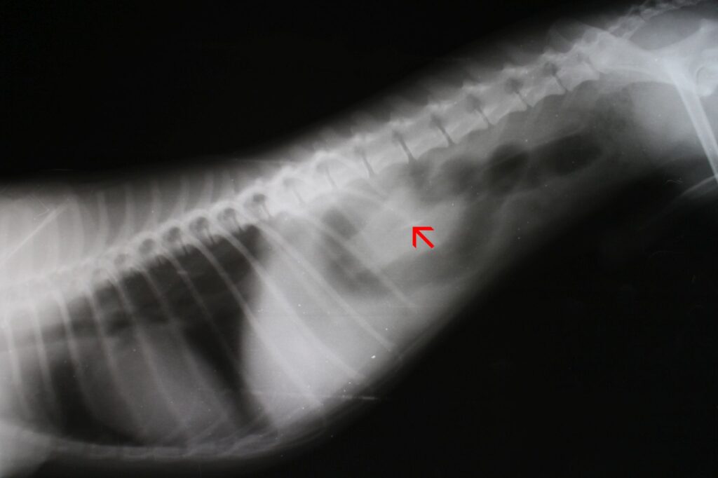 Darmverschluss beim Hund Röntgenaufnahme