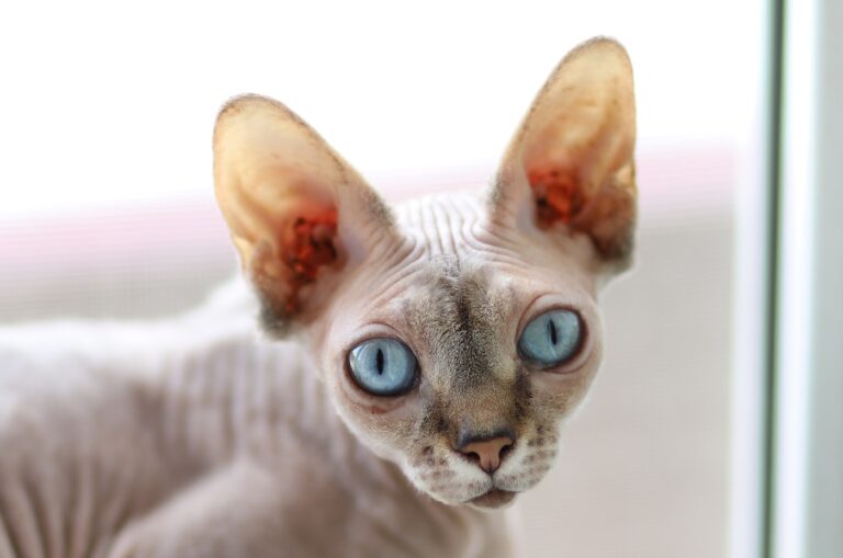 Kohona Katzen sehen fast aus wie Sphynx Katzen