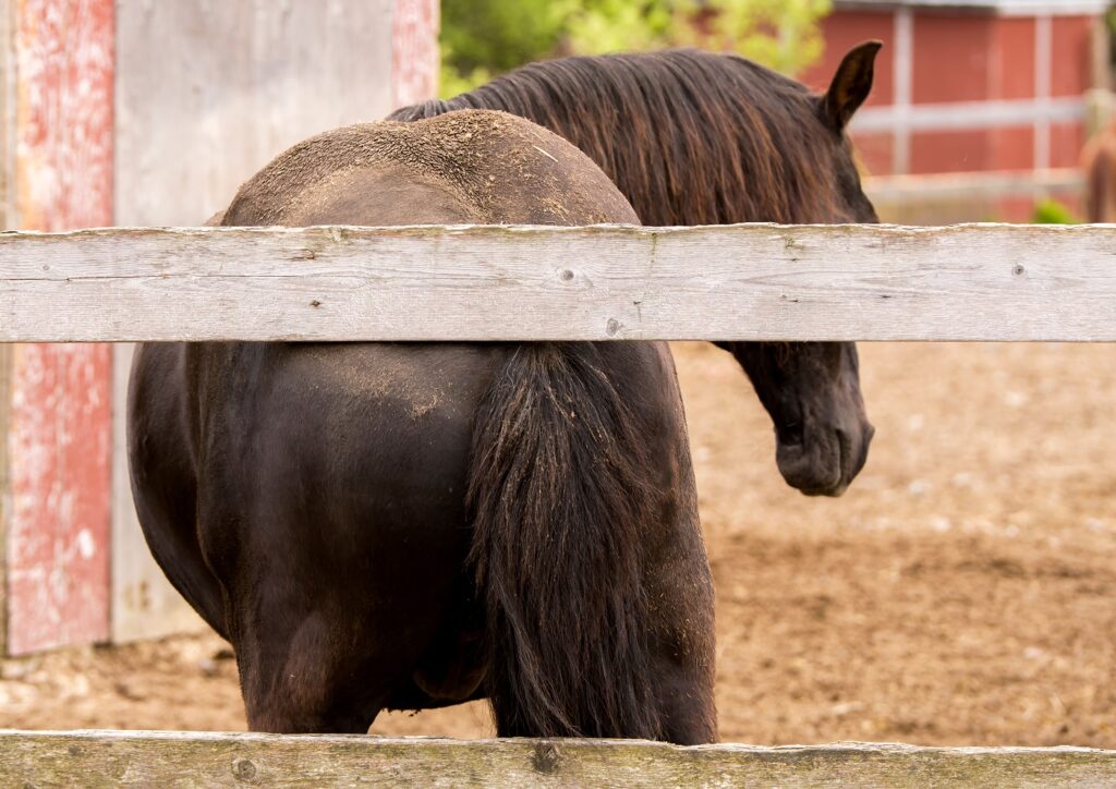 Pferd kratzt sich an Zaun