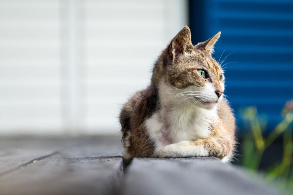 alte katze liegt auf brettern