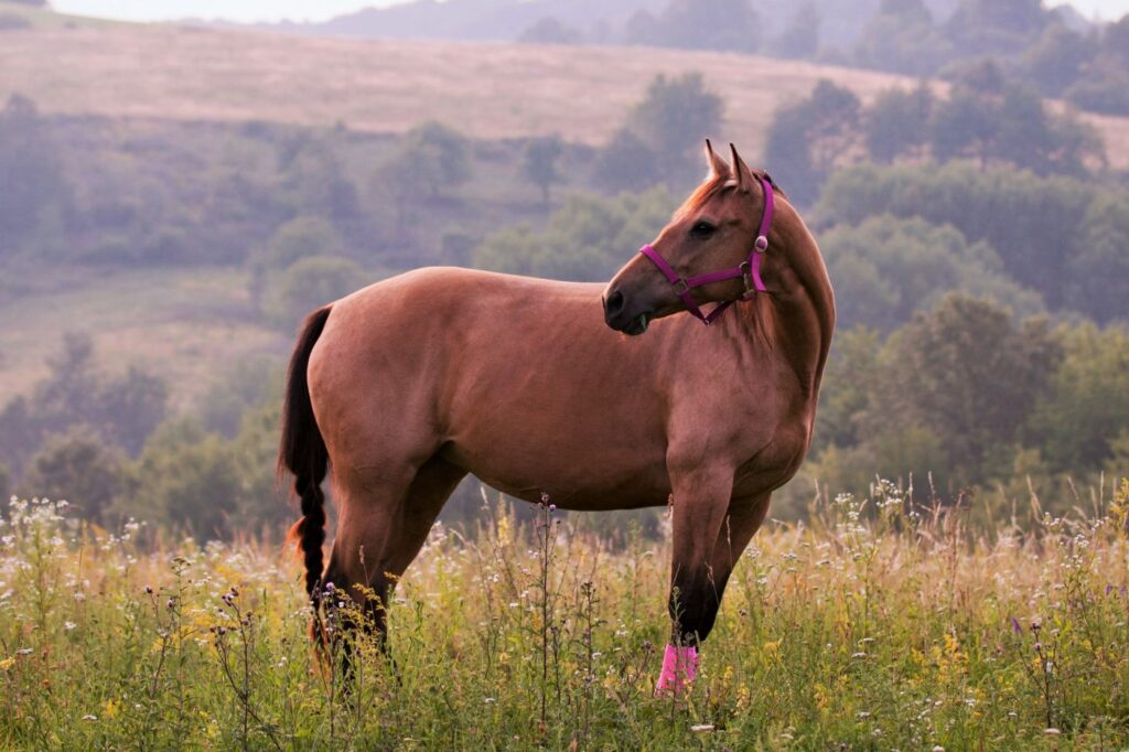 american quarter horse steht auf wiese