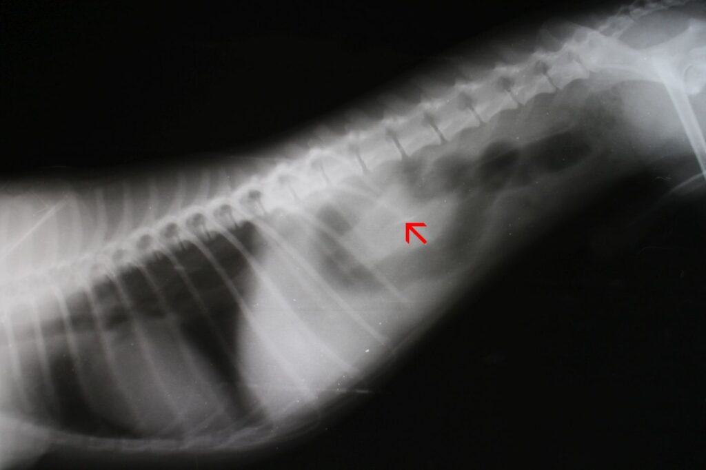 darmverschluss beim hund im röntgenbild