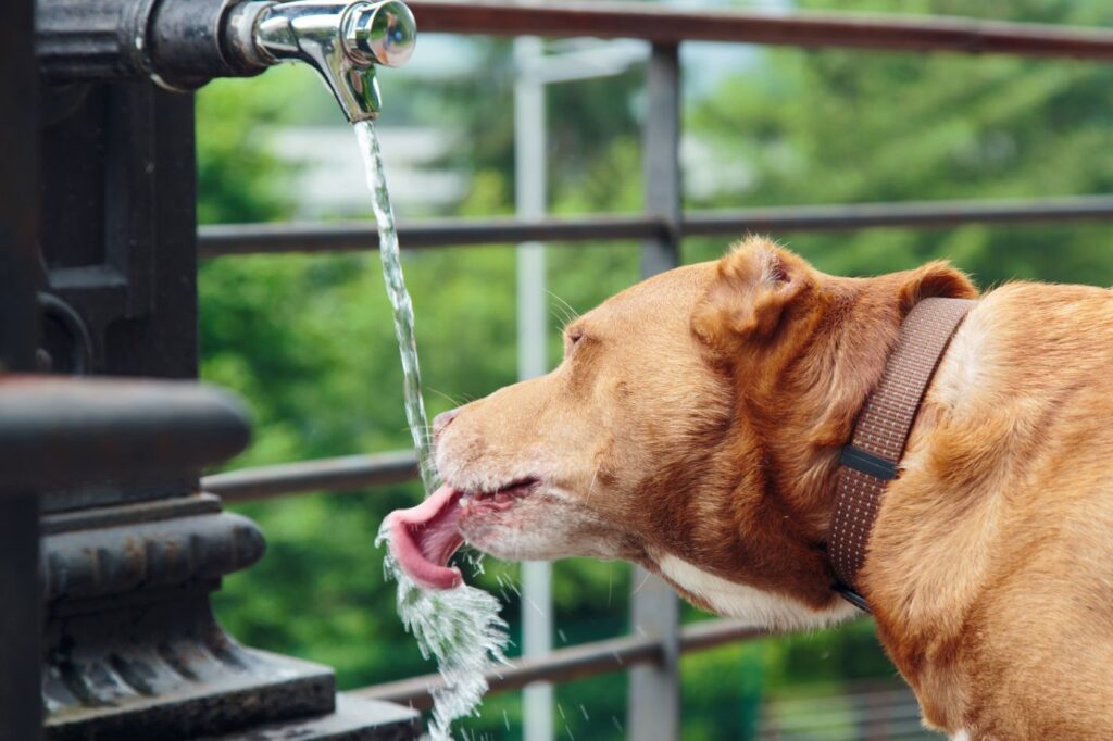 hund mit schilddrüsenüberfunktion trinkt wasser