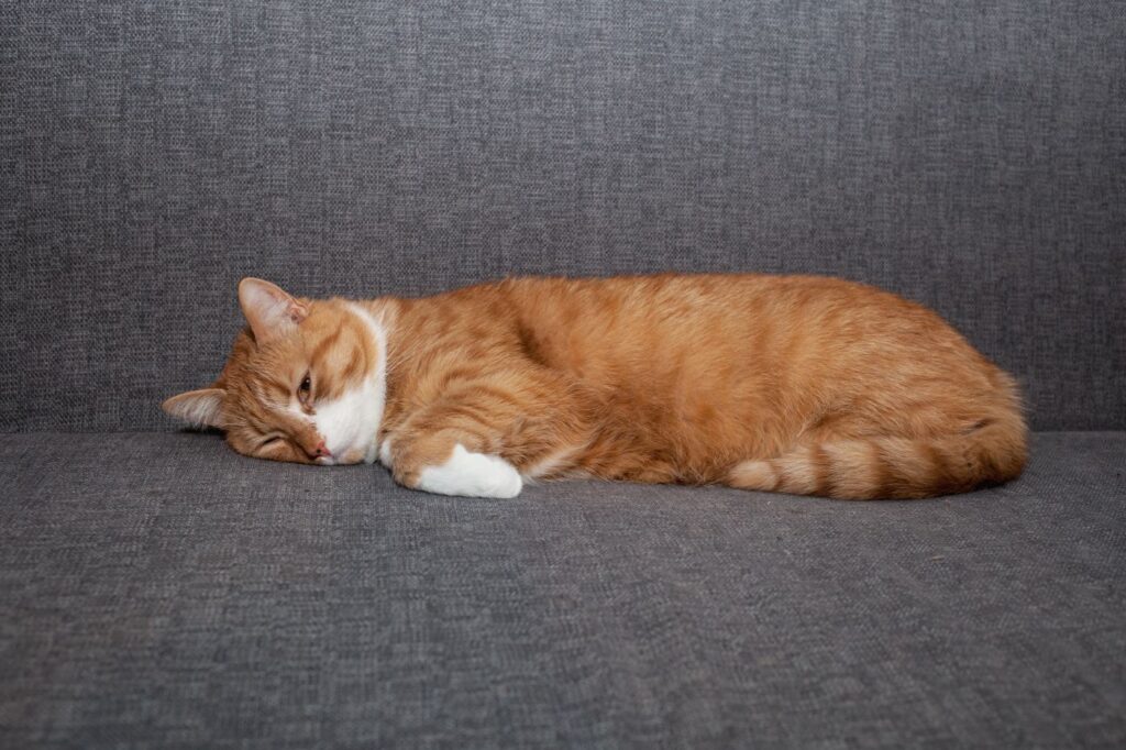 getigerte katze liegt auf sofa