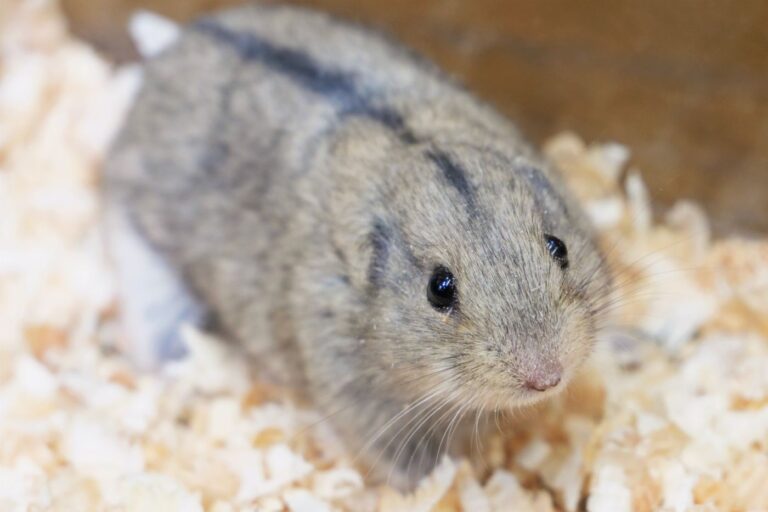 lemming im nagarium