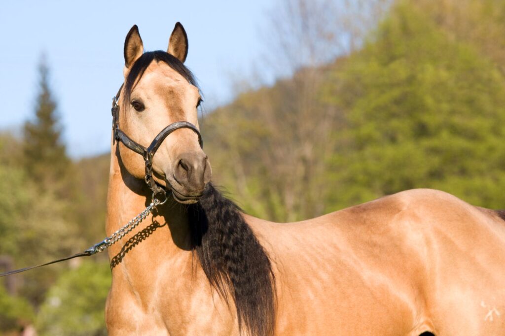 quarter horse hengst mit zopf