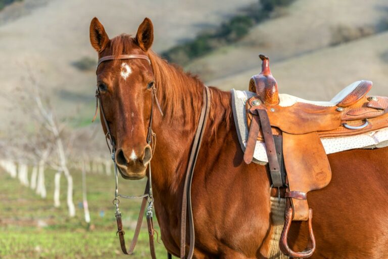 quarter horse gesattelt im freien