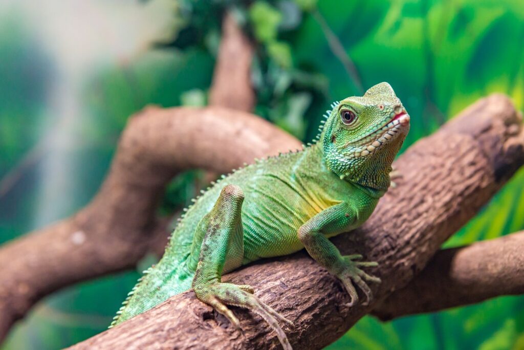 wasseragame auf ast