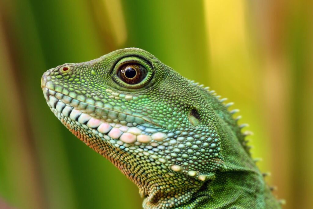 wasseragame in nahaufnahme