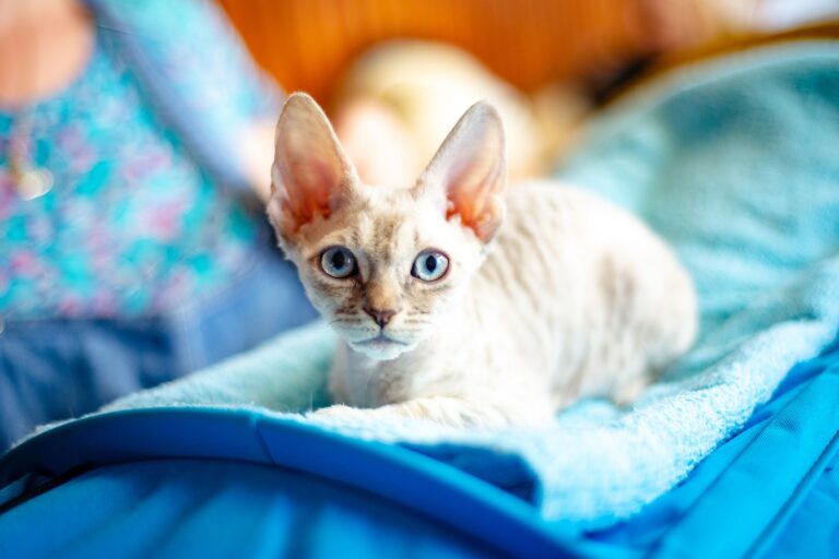 German Rex mit blauen Augen