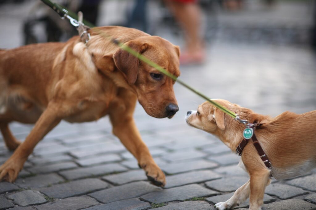 Hundebegegnung an der Leine Leinenaggression durch Hundebegegnung