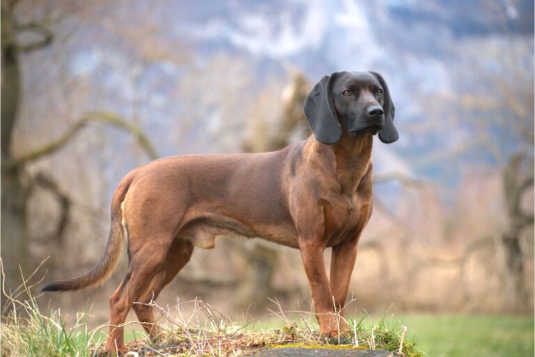 Bayerischer Gebirgsschweisshund auf wiese