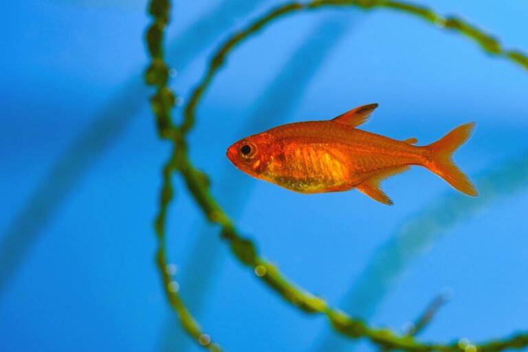 funkensalmler Hyphessobrycon amandae fisch