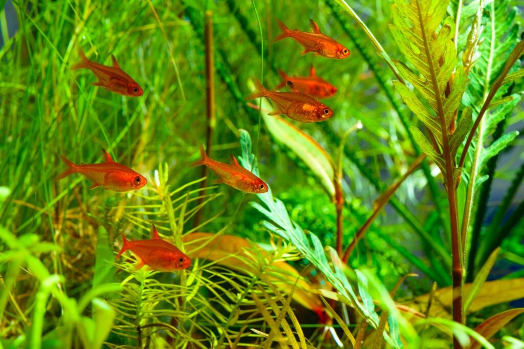 funkensalmler gruppe in aquarium
