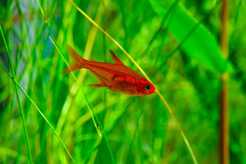 funkensalmler vor aquarienpflanzen