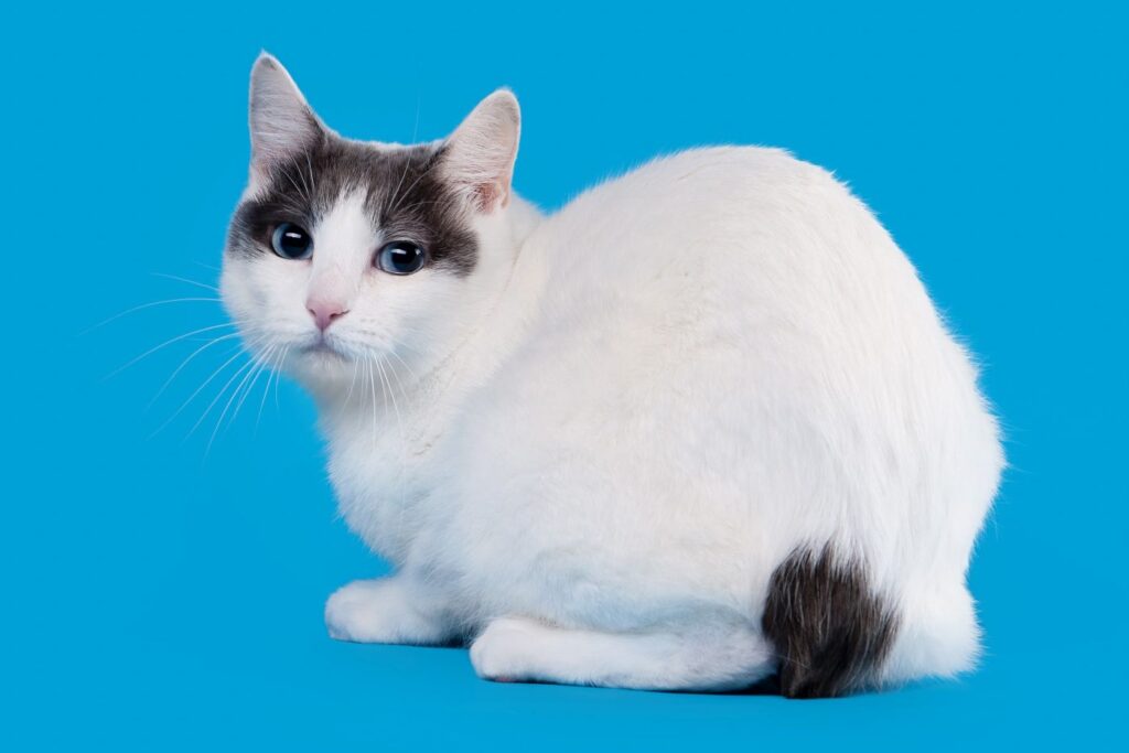 japanese bobtail katze blauer hintergrund