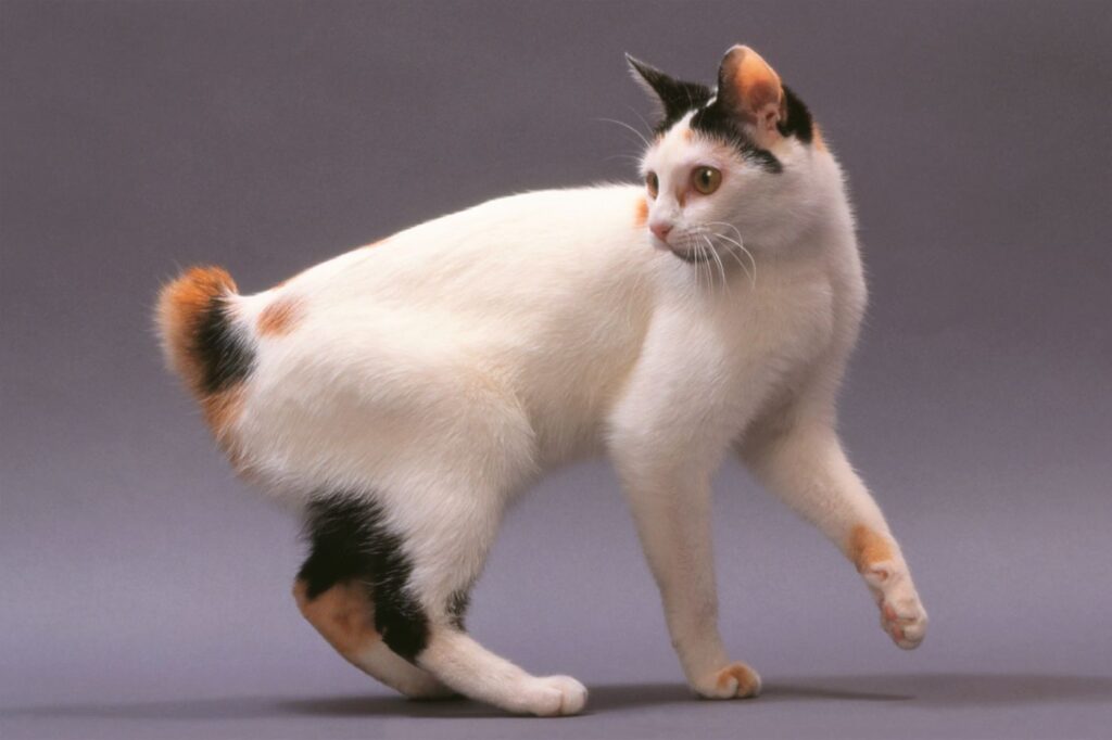 japanese bobtail katze vor grauem hintergrund