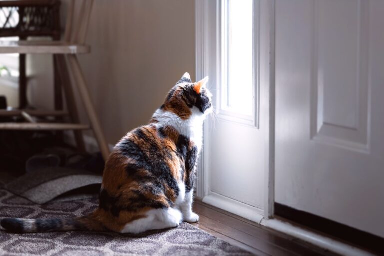 beleidigte katze vor fenster neben tür