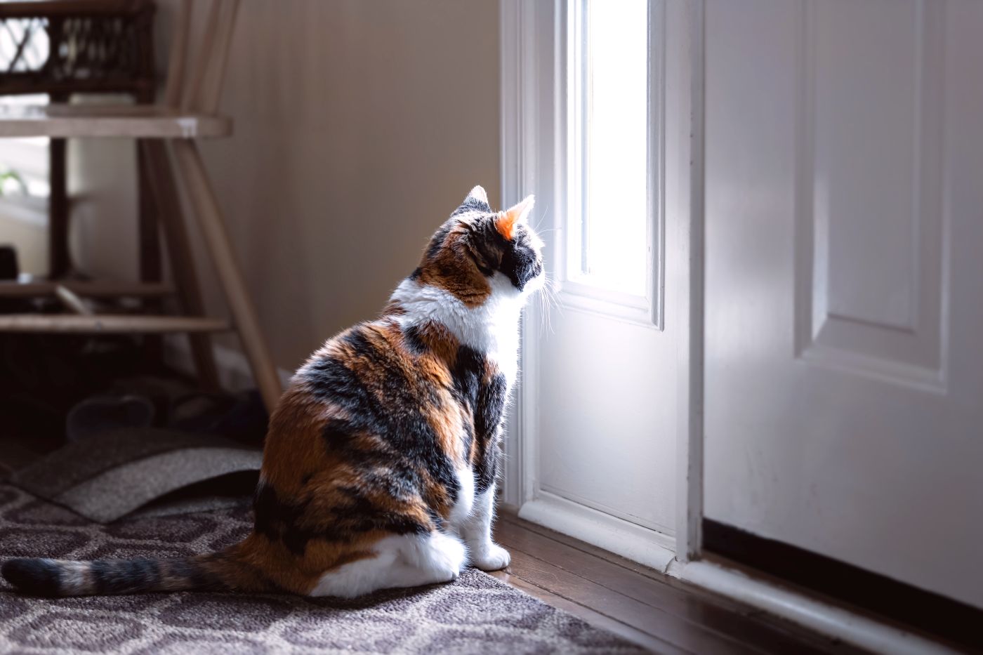 Fremde Katze Sitzt Vor Der Tür Und Miaut www.zooplus.de