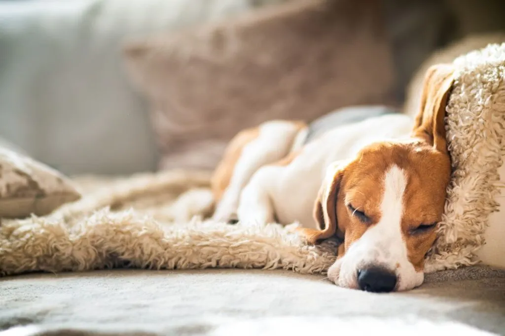 Herzwürmer beim Hund behandeln