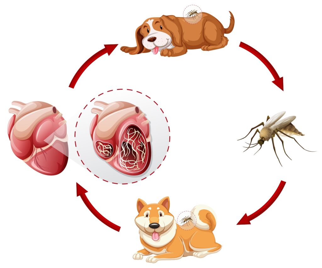 Lebenszyklus Herzwürmer beim Hund