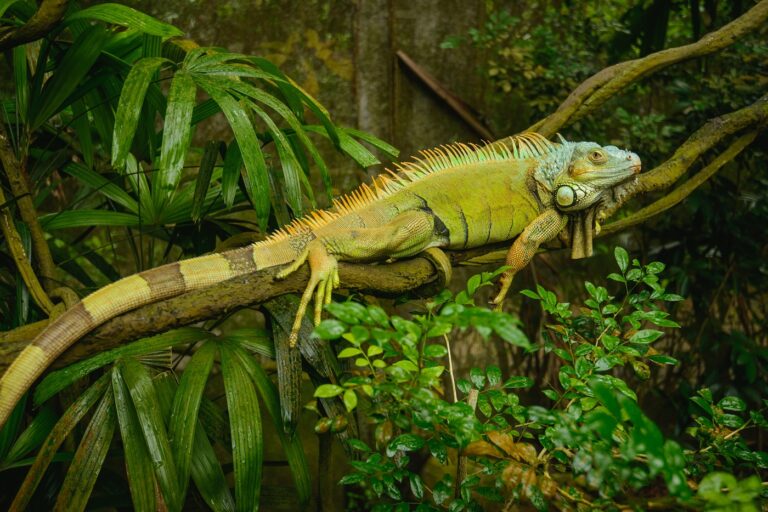 Leguan in grüner Farbe