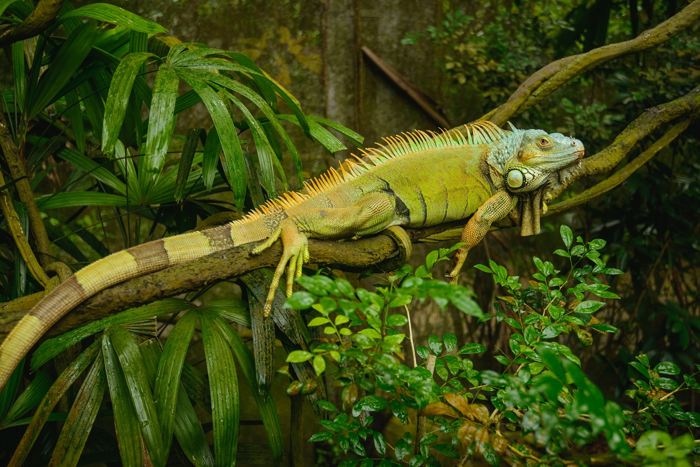 Leguan: Arten, Verhalten und Haltung | zooplus Magazin