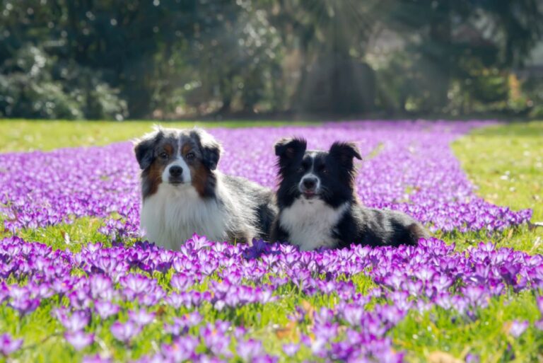 Miniature American Shepherd