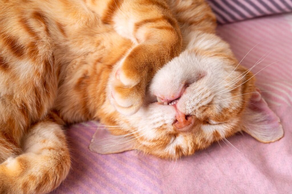 Ist Es Schlimm Wenn Meine Katze Schnarcht Katze schnarcht: Wann zum Tierarzt? | zooplus