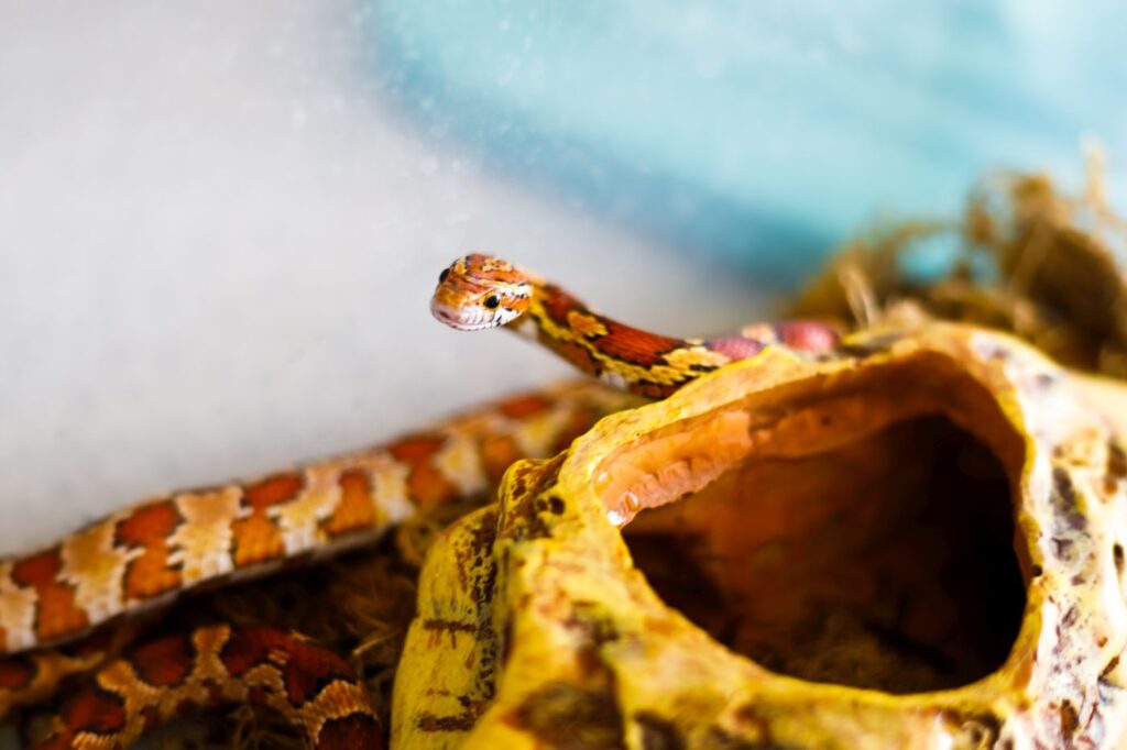 kornnatter terrarium neben stein