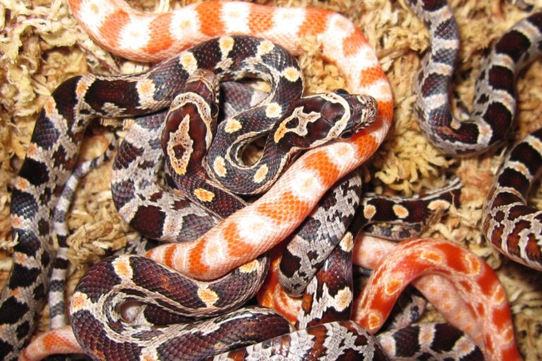 Kornnatter 🐍 im Terrarium zooplus Magazin