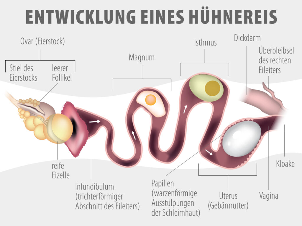 Entwicklung Hühnerei